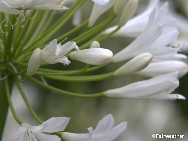 Agapanthe Bridal Bouquet