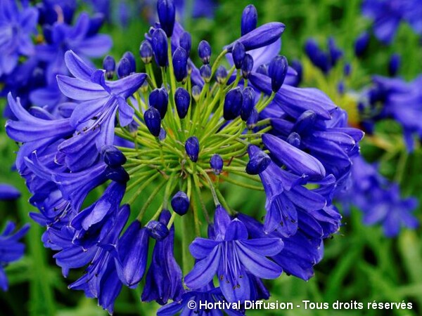 Agapanthe caduque Flower of Love