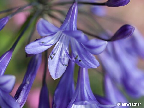 Agapanthe Jacaranda