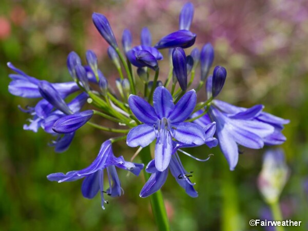 Agapanthe Lapis Lazuli