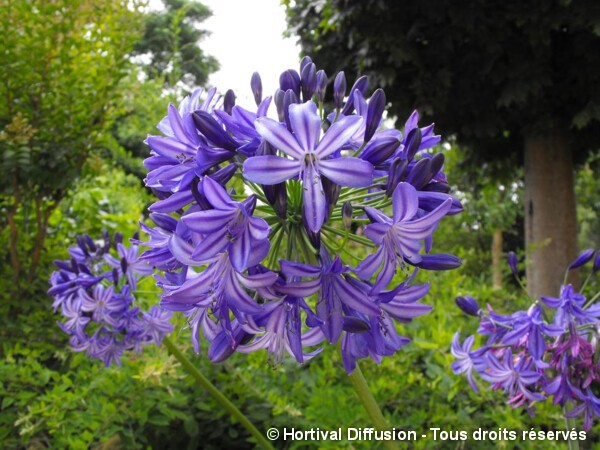 Agapanthe caduque Northern Star, fleur de l'amour