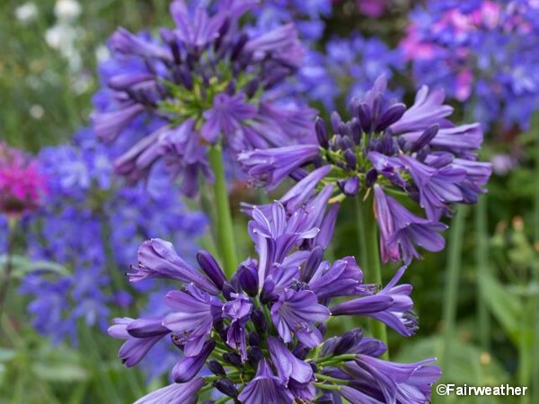 Agapanthe Purple Delight