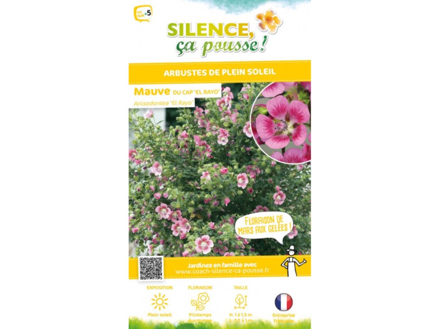 Mauve Du Cap El Rayo Anisodontea Silence Ca Pousse