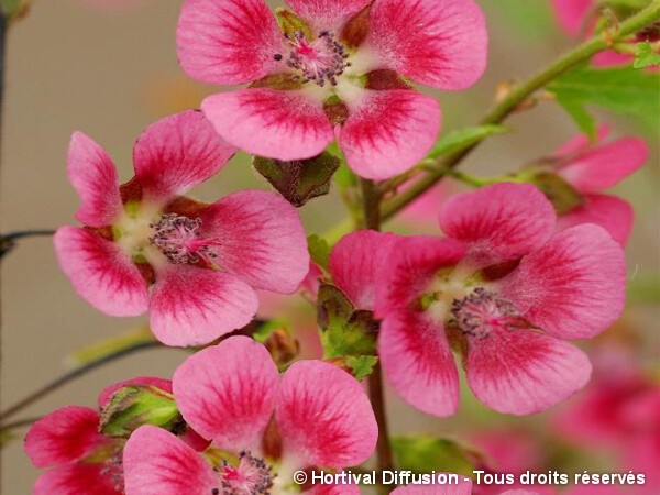 Mauve du cap El Rayo, Anisodontea