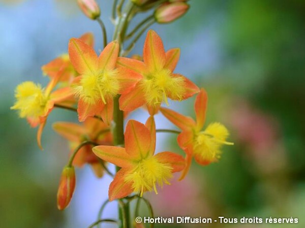 Bulbine frutescens Hallmark