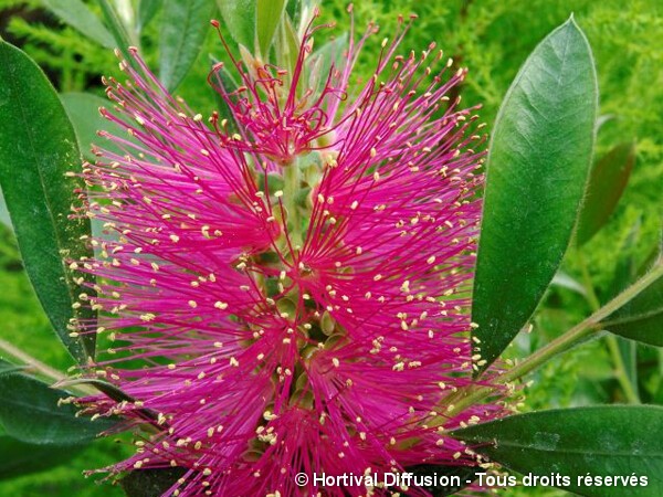 Rince-bouteille des vanniers Hot-Pink