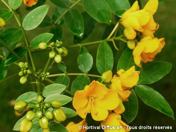 Cassia floribonde