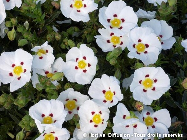 Ciste du Portugal Decumbens