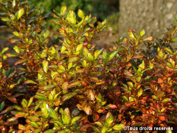 Coprosma Evening Glow