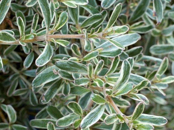 Coprosma kirkii Variegata