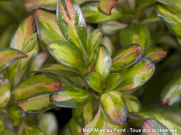 Coprosma Lemon and Lime