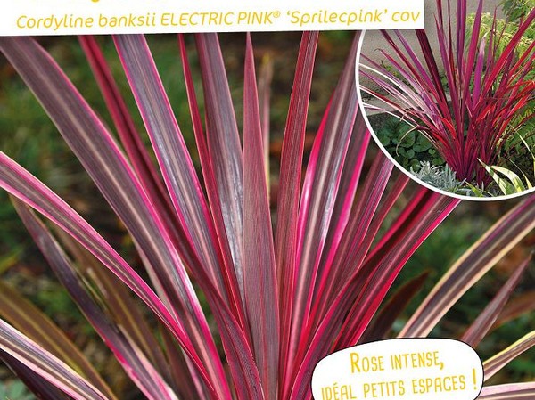 Cordyline de Banks  ELECTRIC PINK®