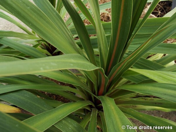 Cordyline Peko