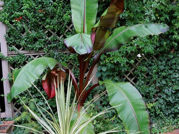 Cordyline Pink Champagne Variegated