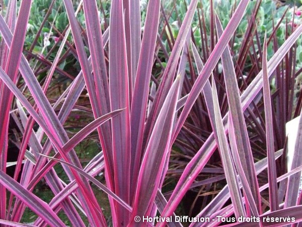 Cordyline Pink Passion