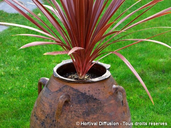 Cordyline d'Australie Red Star