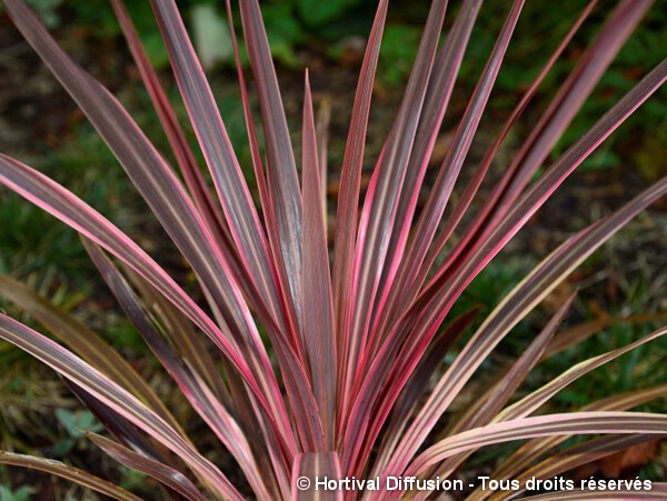 Cordyline Southern Splendour