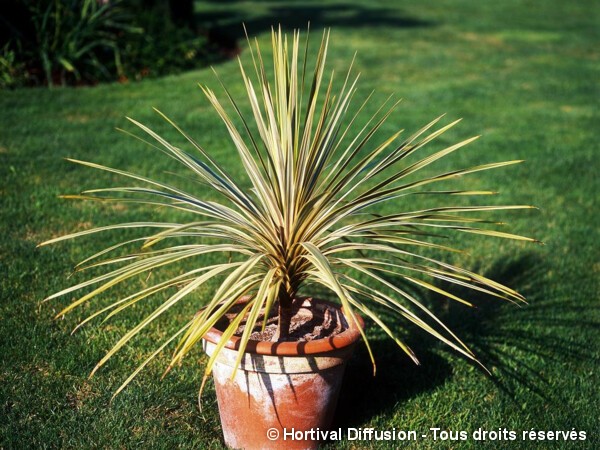 Cordyline d'Australie Torbay Dazzler