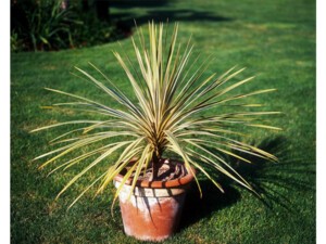 Cordyline d'Australie Torbay Dazzler Cordyline d'Australie Torbay Dazzler