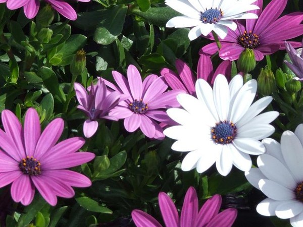 Marguerite Sud Africaine Dimorphoteca