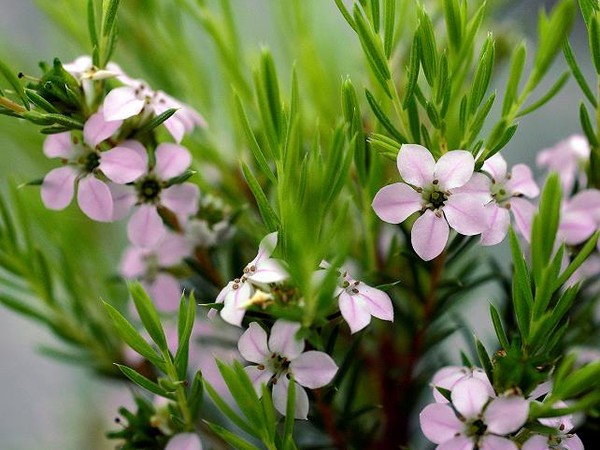 Diosma Pink Fountain