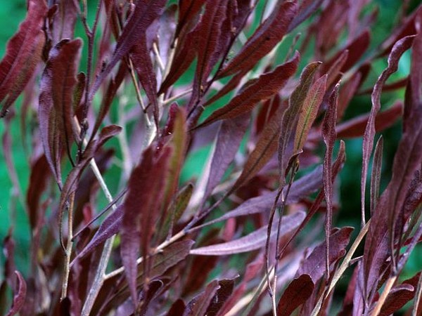 Dodonea viscosa Purpurea