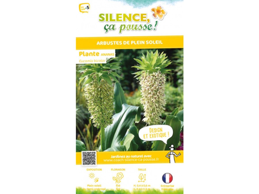 Plante ananas | Silence, a pousse !