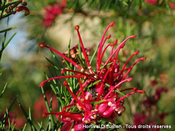 Grevillea juniperina