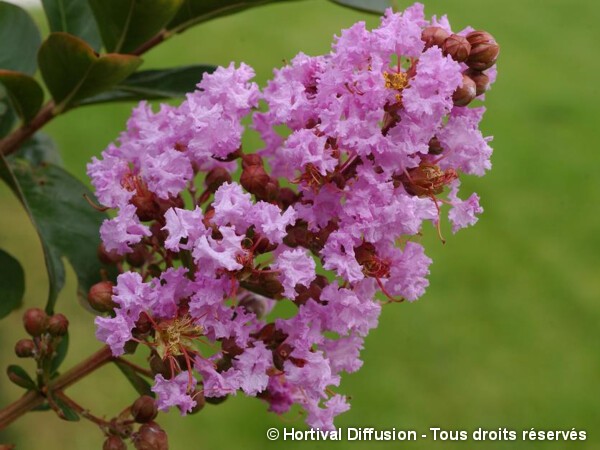 Lilas des Indes LILAC GRAND SUD®, Lilas d'été, 