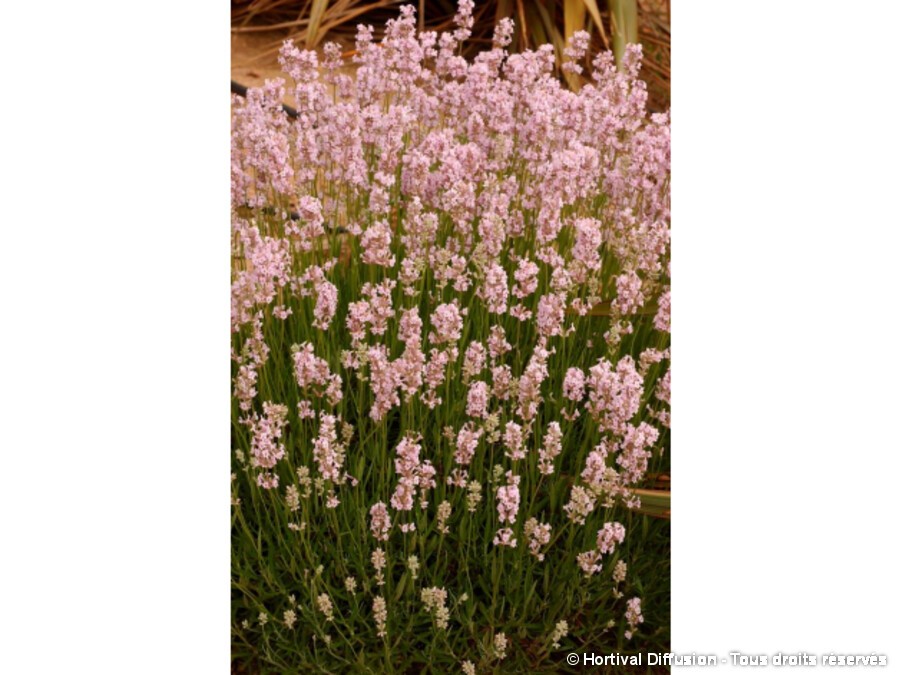 Lavande vraie Loddon Pink | Silence, ça pousse