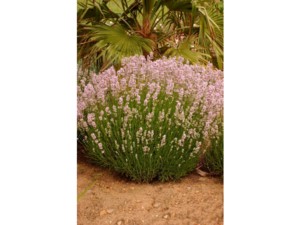 Lavande vraie Loddon Pink | Silence, ça pousse