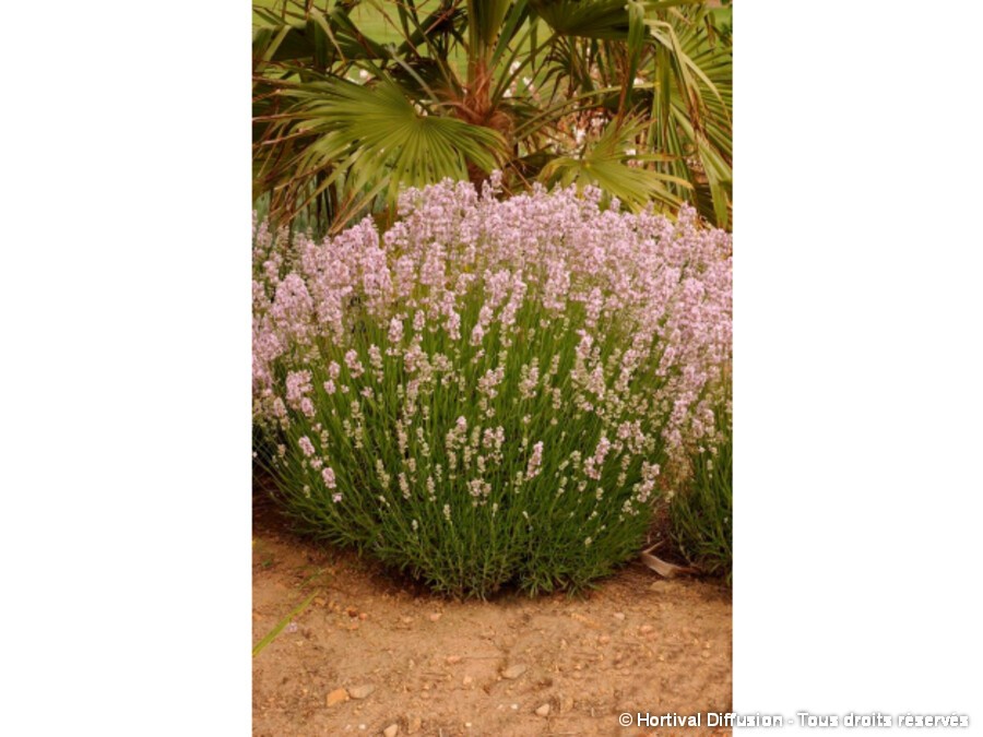 Lavande vraie Loddon Pink | Silence, ça pousse