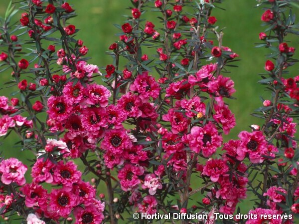 Leptospermum Jubilée