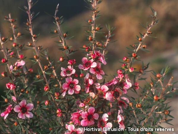 Leptospermum Martini