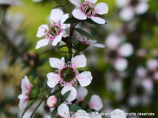 Leptospermum Nana Huia