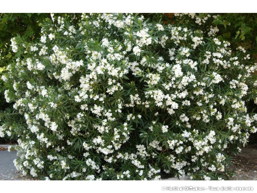 Laurier-rose à fleurs blanches | Silence, ça pousse !