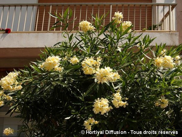 Laurier-rose à fleurs jaunes