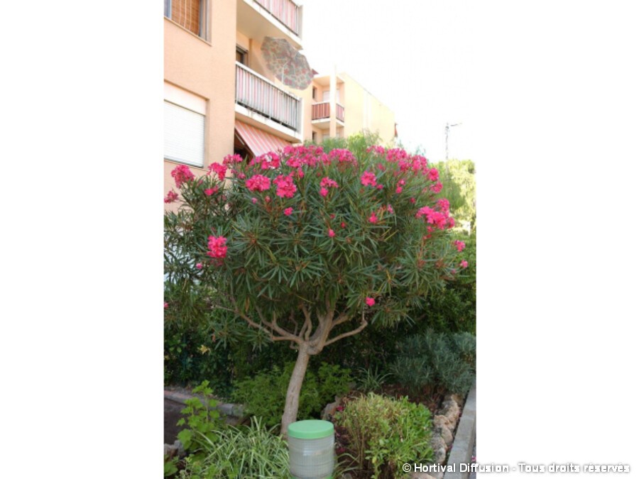 Laurier Rose A Fleurs Roses Silence Ca Pousse