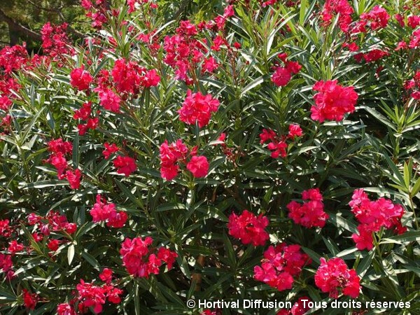 Laurier-rose à fleurs rouges