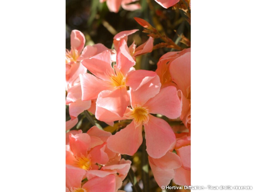 Laurier Rose A Fleurs Saumon Silence Ca Pousse Laurier Rose A Fleurs Saumon Silence Ca Pousse
