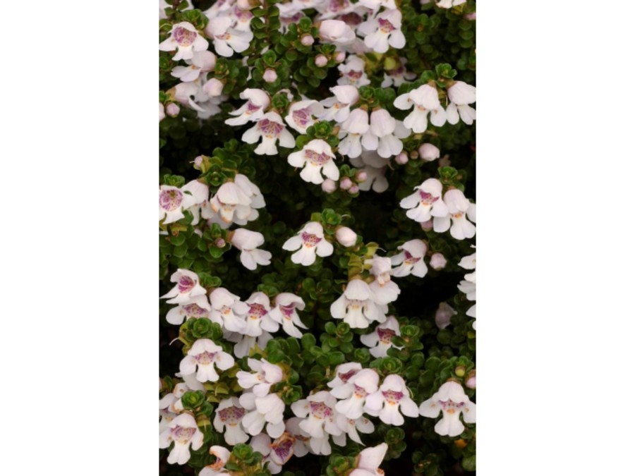 Menthe alpine buissonnante | Silence, a pousse !