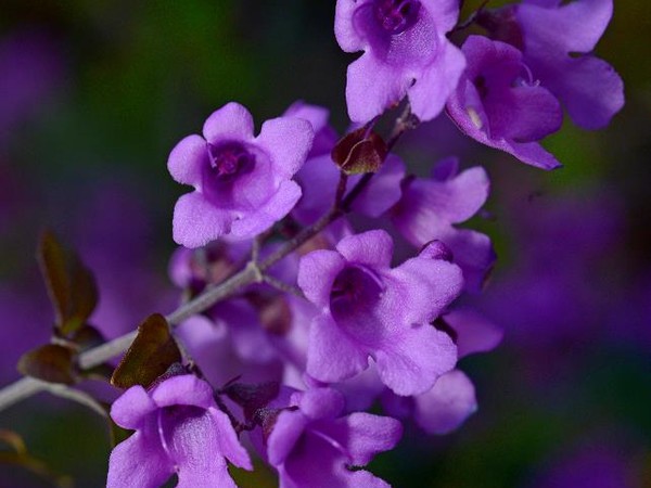 Prostanthera à feuilles rondes