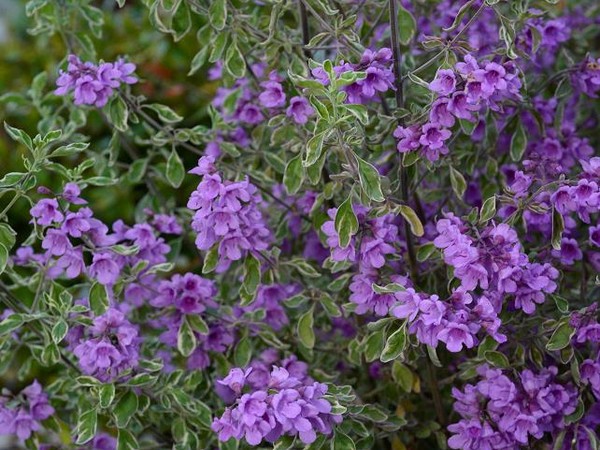 Prostanthera à feuilles rondes panachée