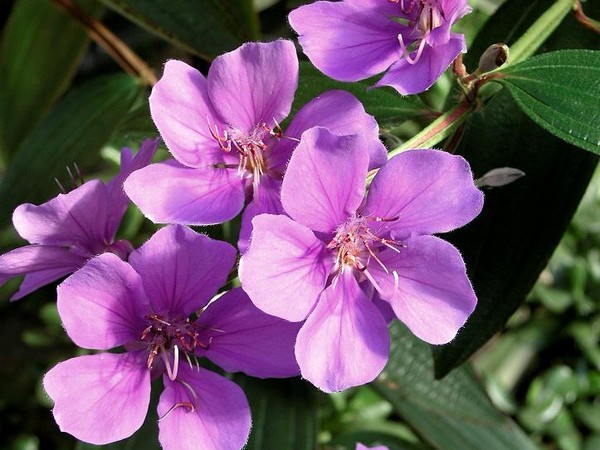 Tibouchina d'Urville