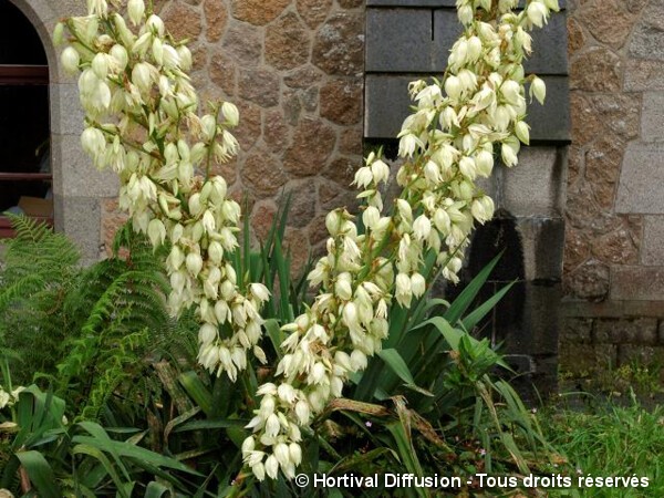 Yucca herbe à soie