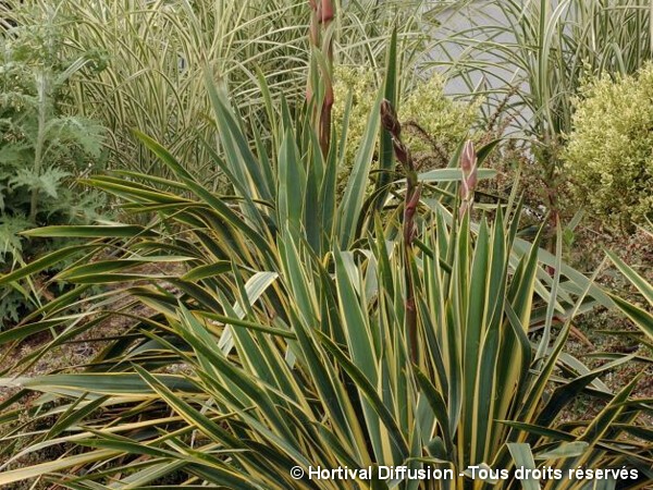 Yucca herbe à soie Bright Edge