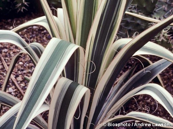 Yucca herbe à soie Ivory Tower