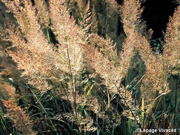 Herbe aux diamants