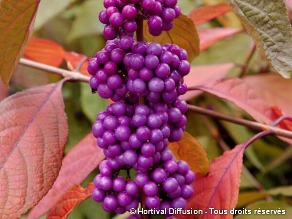 Callicarpa de Bodinier IMPERIAL PEARL®