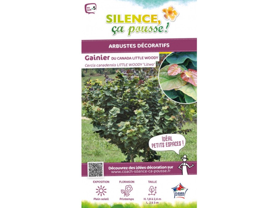 Gainier du Canada LITTLE WOODY Silence, ça pousse